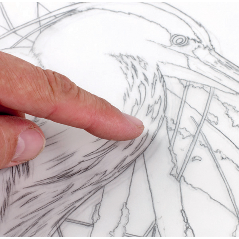 L'art de dessiner les oiseaux avec des crayons graphites et de couleur