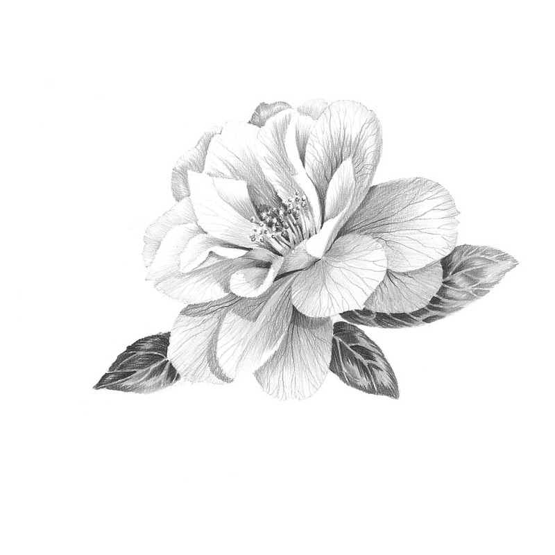 Comment dessiner 100 fleurs - Beaux-arts