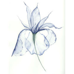 Peindre des fleurs transparentes à l'aquarelle Livre Beaux-arts